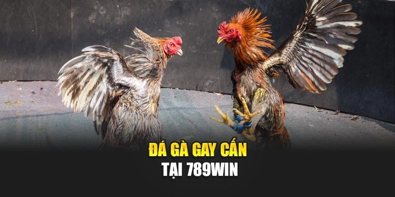 Đá gà gay cấn tại 789Win