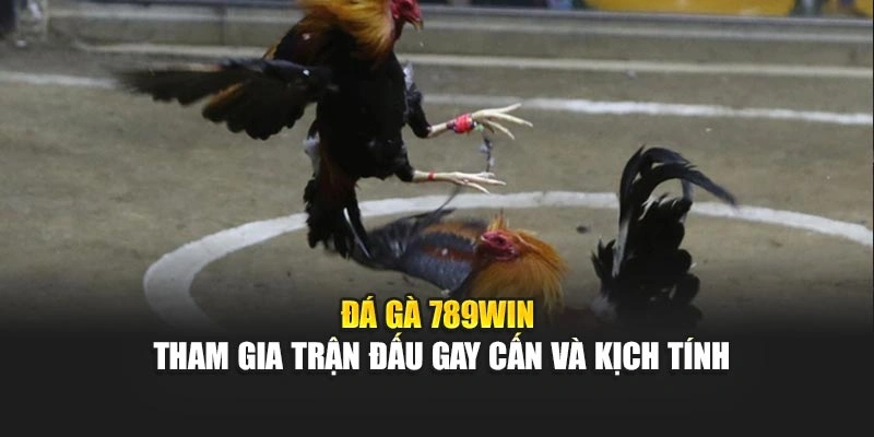 da-ga-789win-tham-gia-tran-dau-gay-can-va-kich-tinh