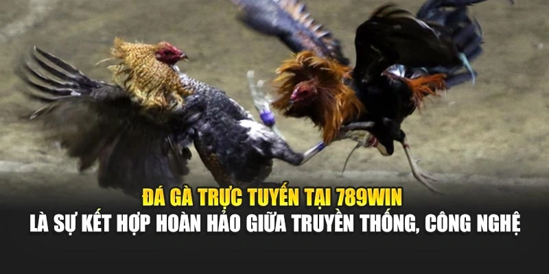 da-ga-truc-tuyen-tai-789win-la-su-ket-hop-hoan-hao-giua-truyen-thong-cong-nghe