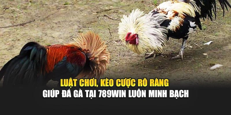 luat-choi-keo-cuoc-ro-rang-giup-da-ga-tai-789win-luon-minh-bach
