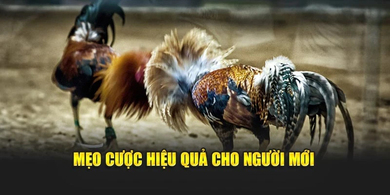 meo-cuoc-hieu-qua-cho-nguoi-moi