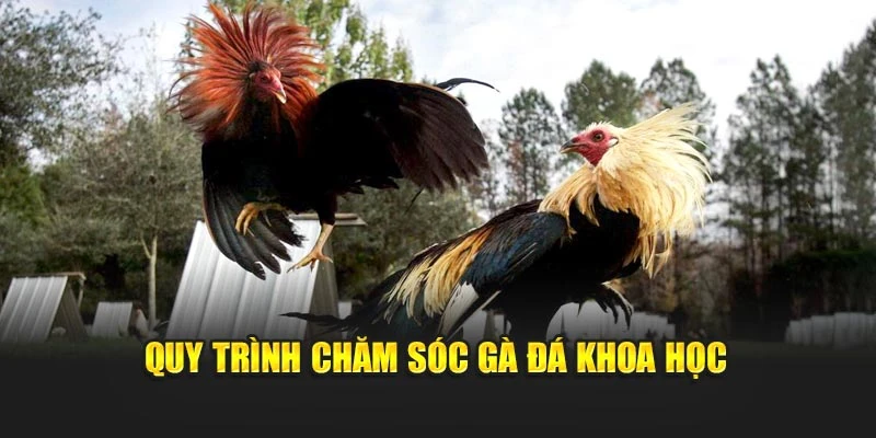 quy-trinh-cham-soc-ga-da-khoa-hoc