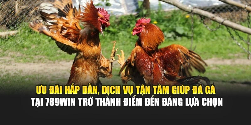 uu-dai-hap-dan-dich-vu-tan-tam-giup-da-ga-tai-789win-tro-thanh-diem-den-dang-lua-chon